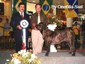 In Memorian - Fila Brasileiro Tigrado - Canil Singular - Podiuns